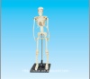 Human skeleton model 42cm