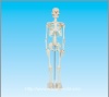 human skeleton model 85cm