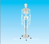 human skeleton model 170cm