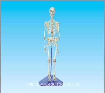 human skeleton model 170cm