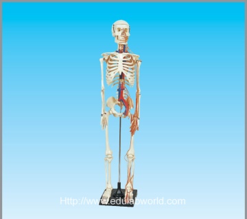 human skeleton model with nerve  85cm