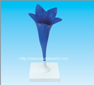 Comflower flower model