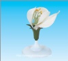 Pea flower model