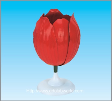 Tulip flower model