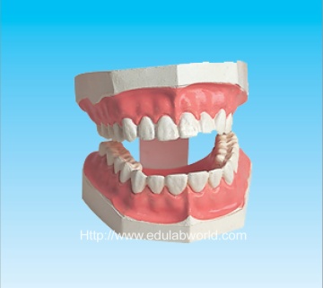 Dental Hygiene model