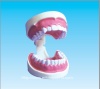 Dental Hygiene model