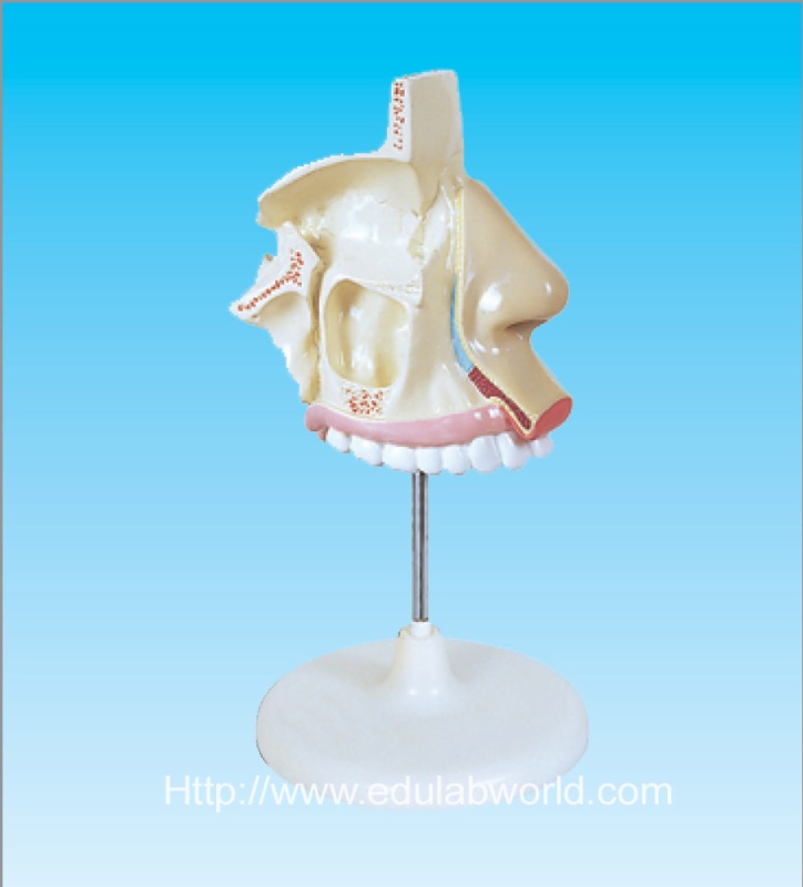 Human Nasal cavity--ANATOMICAL MODELS, 3351