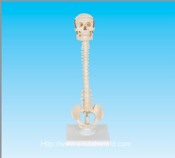 Human vertebral column with skull