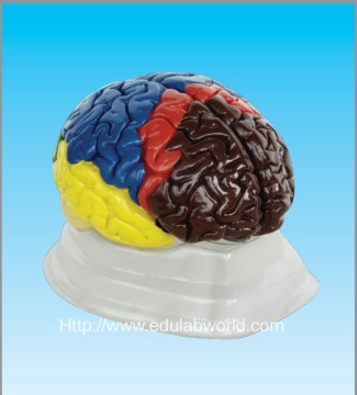 Human brain  model