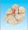 Human brain  model