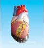 Human heart model