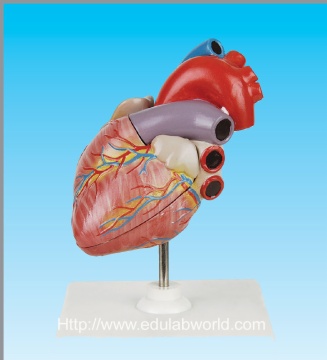 Human heart model