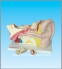 Human ear model