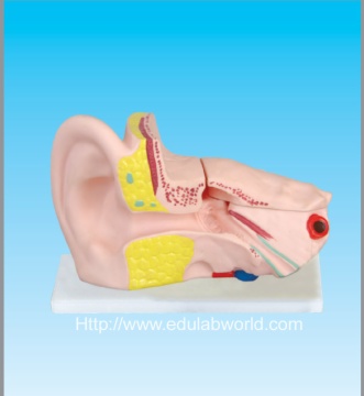 Human ear model