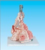 Human pulmonary alveoli model
