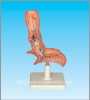The large intestine inner structure model