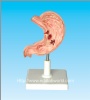 Human stomach model