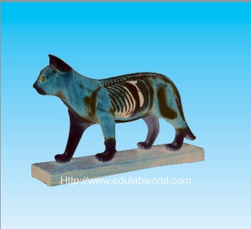 Cat acupuncture model