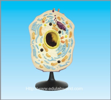 Animal cell model