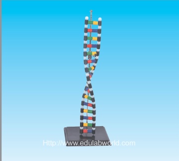 DNA structure model