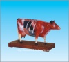 Cattle acupuncture model