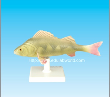 Fish model