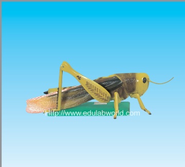 Locust model