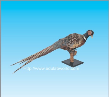 Pheasant specimen