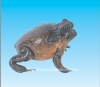 Toad specimen