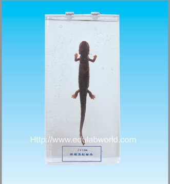 Salamander specimen