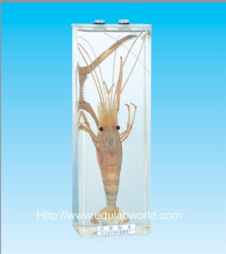 Shrimp specimen