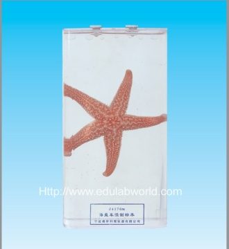 Starfish specimen