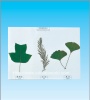 Hervarium of rare plant leaf