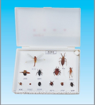 Insects collection
