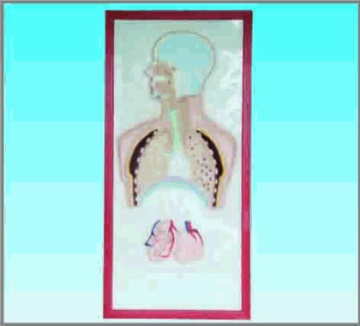 Respiratory system relief chart model