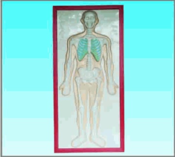 Skeleton system,relief chart model