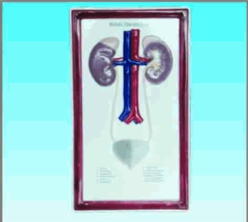 Urinary system 2,relief chart model