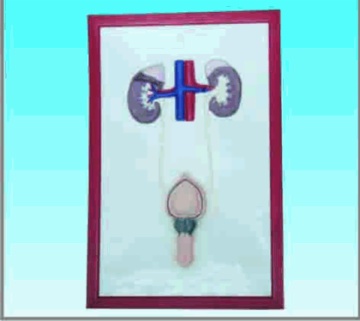 Urinary system 1,relief chart model